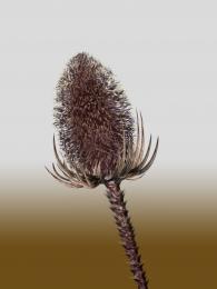 Thistle Picture