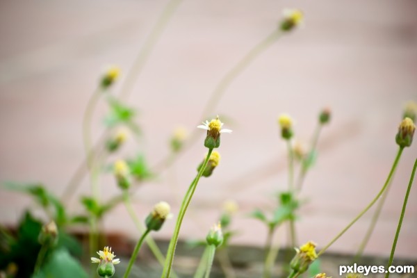 Fleabane Aster