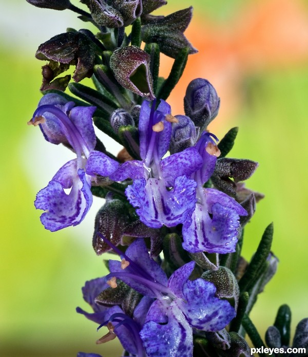 Flowering Rosemary