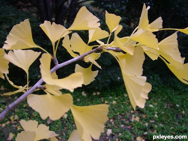 Ginko 