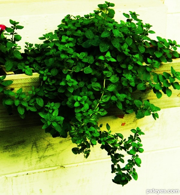 Greek Oregano