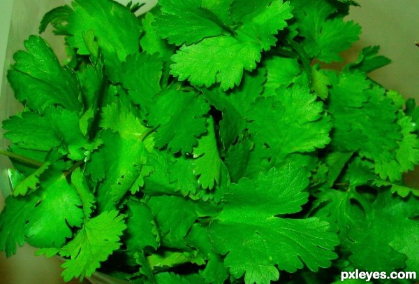 My fav - coriander