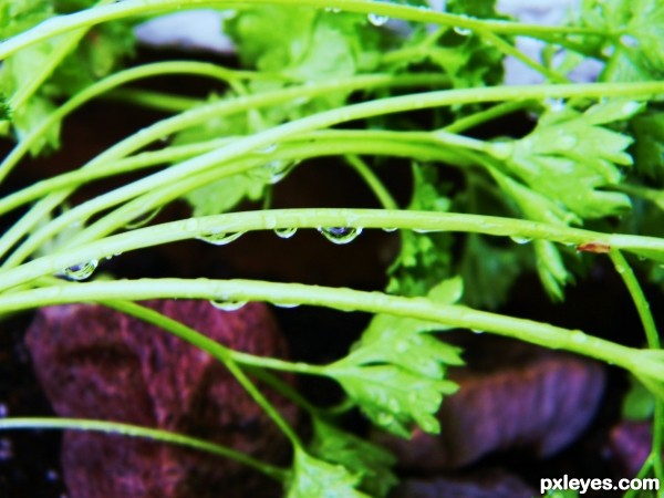 Parsley In The Morning