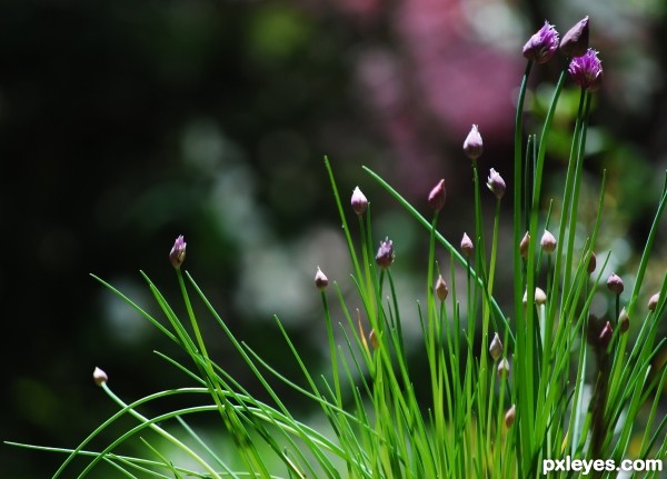 chives in the garden photoshop picture)