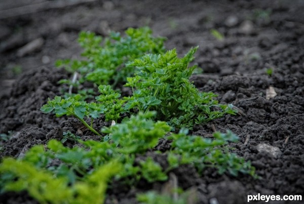 parsley