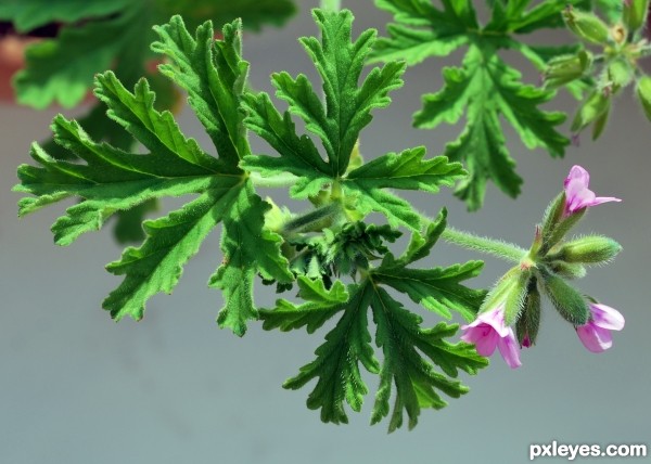 pelargonium odoratissimum
