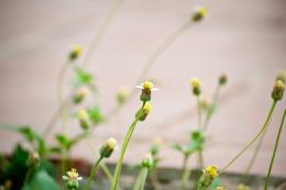 Fleabane Aster