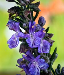 Flowering Rosemary