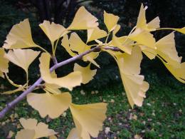 Ginko