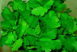 My fav - coriander