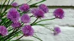 chives