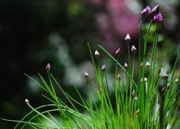 chives in the garden