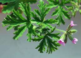 pelargoniumodoratissimum