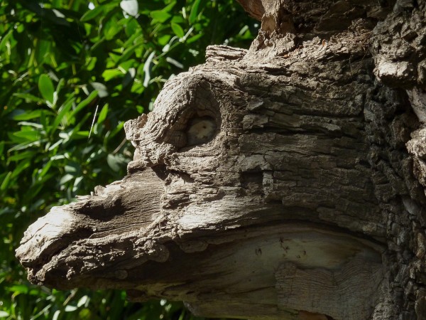 hidden faces photography contest