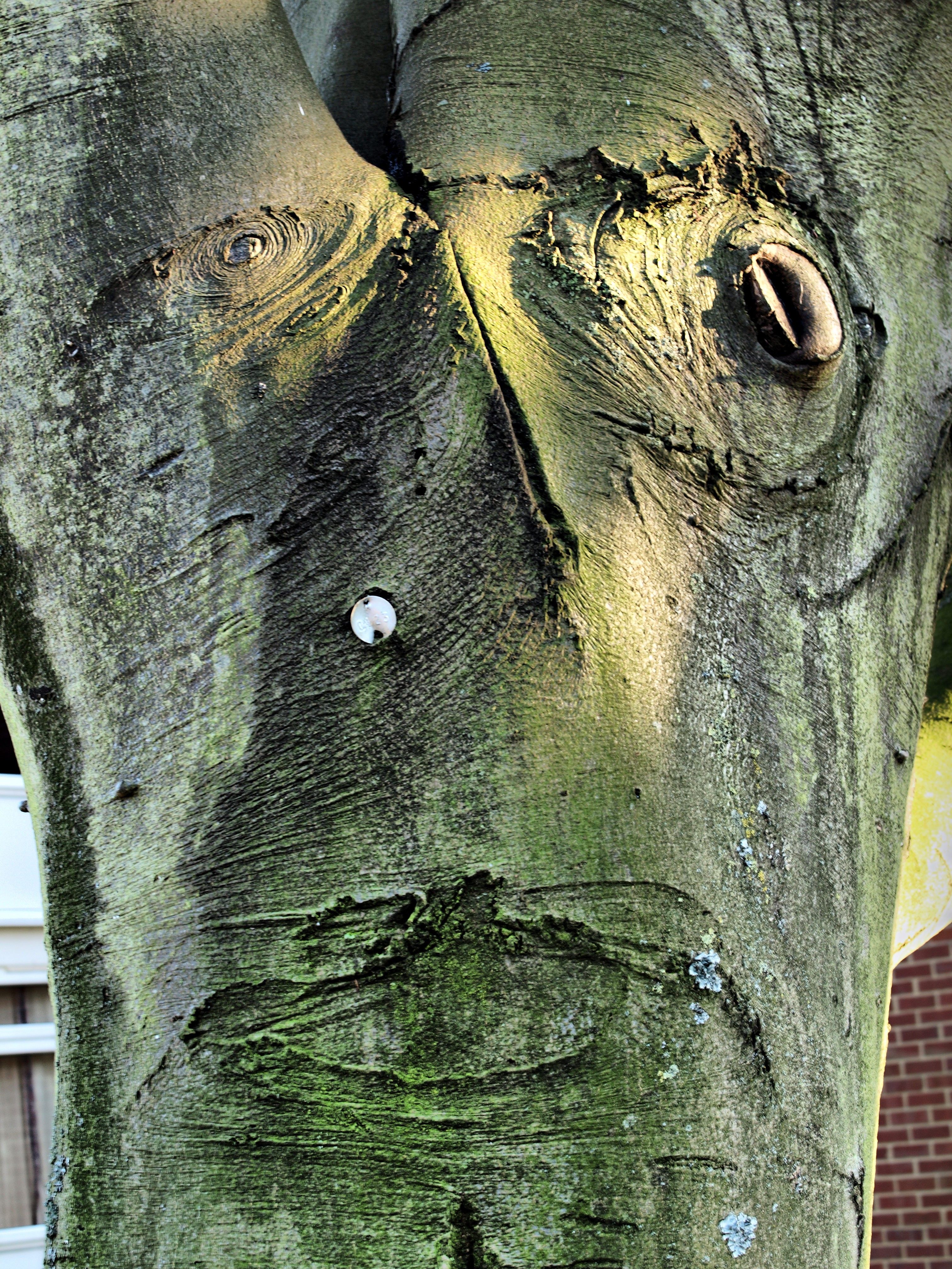 the hidden face the hidden face