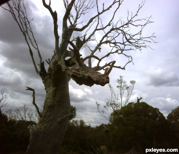 Dragon head tree