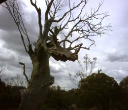 Dragon head tree