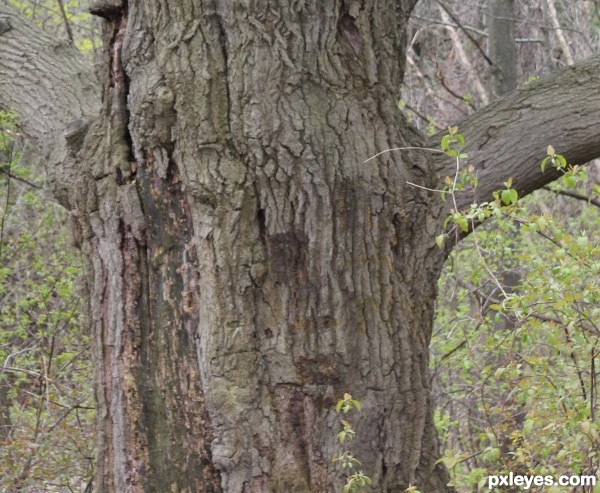 Man in the Tree