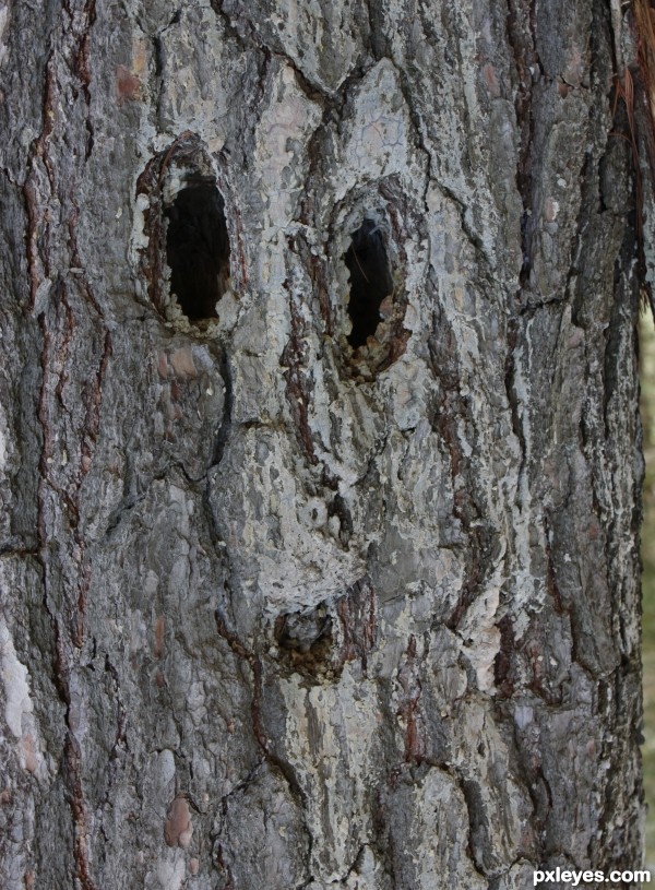 Scary Tree Face