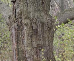 Man in the Tree