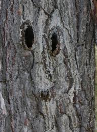 Scary Tree Face