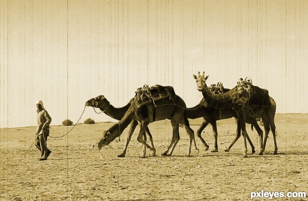 Giraffe on the Camels photoshop picture