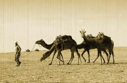 Giraffe on the Camels Picture