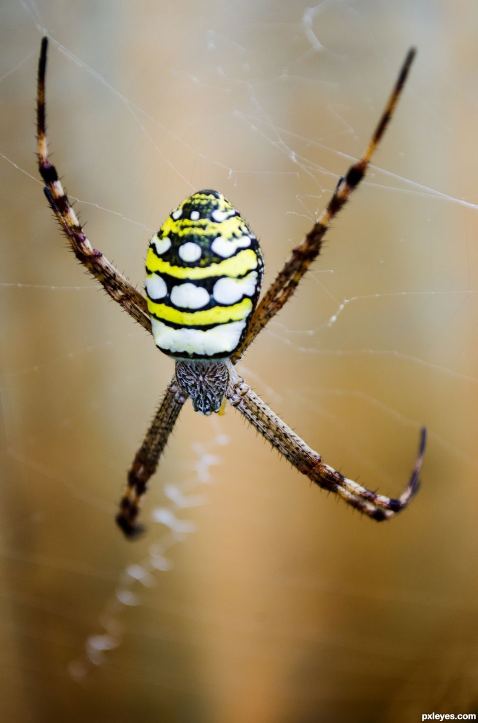 Yellow Garden Spider