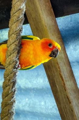 Sun Conure