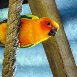 SunConure