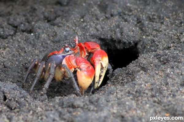 Crab out of his hole