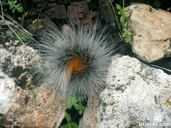 Fluffy catterpillar