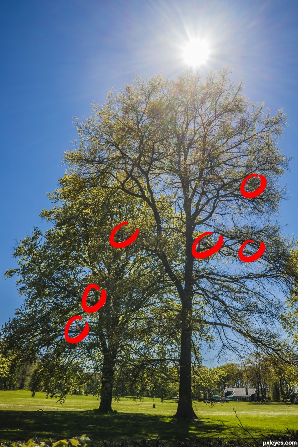 Creation of spot the birds: Step 2
