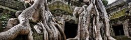 Six Pachyderms at Angkor Wat Picture