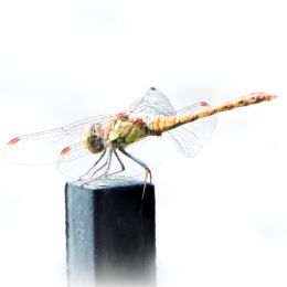 Dragonfly