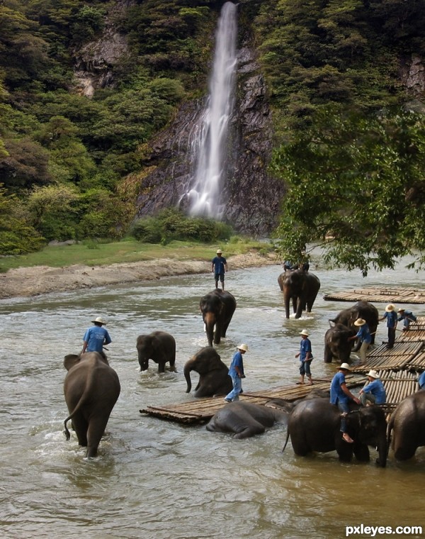 Elephants Day Off