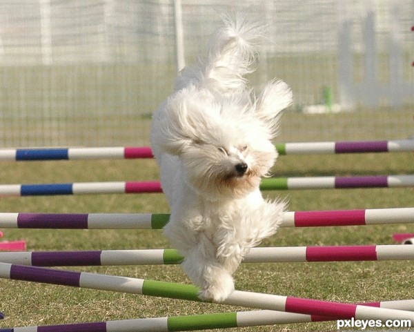 Agility contest