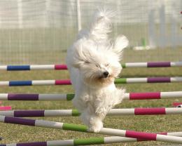 Agility contest