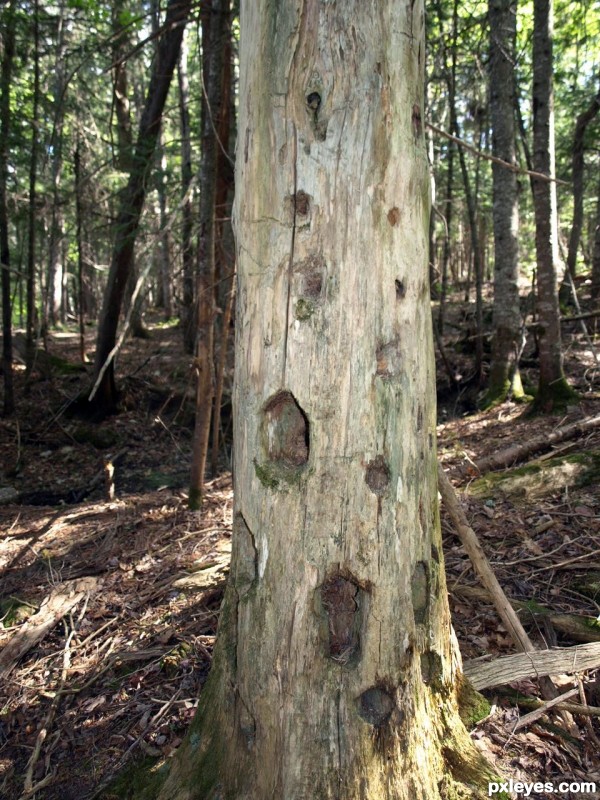 Holes in Tree