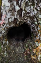 treehole