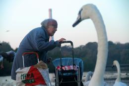 Swan feeder 