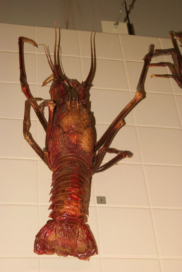 Lobsters West Oz