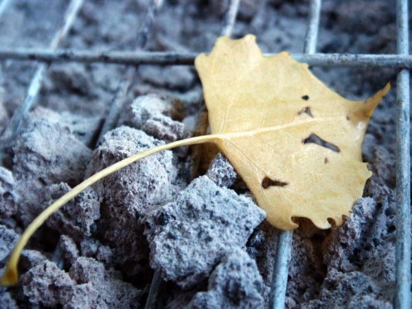 Aspen Leaf on Grill