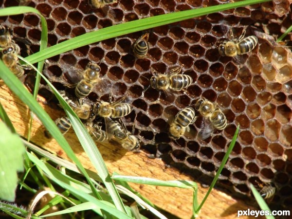 Recovery of comb honey