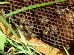 Recovery of comb honey