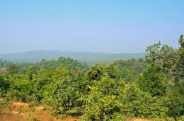Forestmountainandhorizon