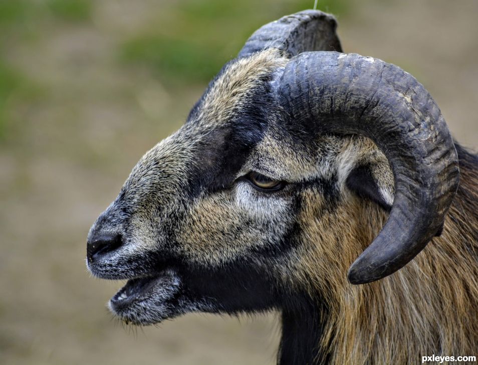 Cameroon Sheep