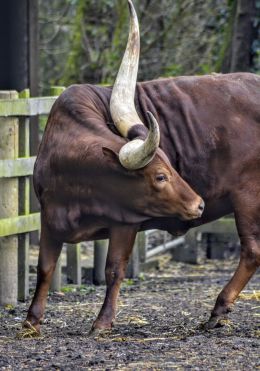 Ankole Cattle