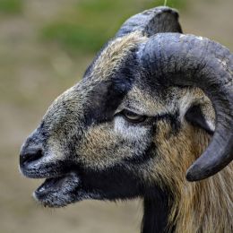 CameroonSheep