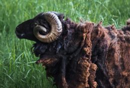 Ram I am